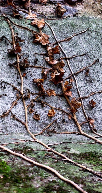 Ivy