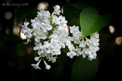 White Lilac