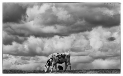 Two cows and clouds