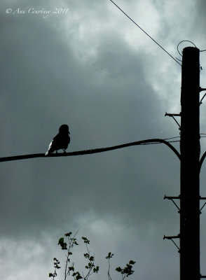 Bird on Wire