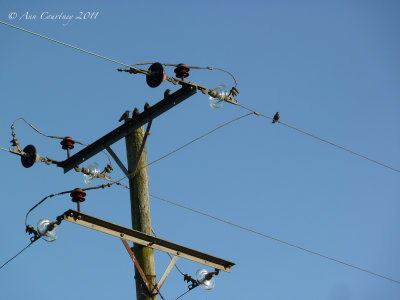 Singing to a small audience