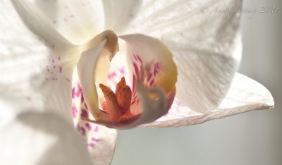 Orchid