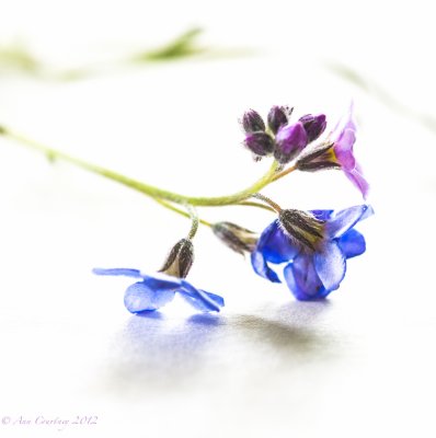 Forget-me-Not