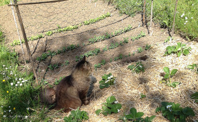 Sitting in the Strawberry patch