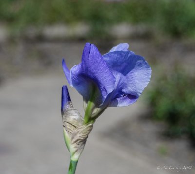 Iris.