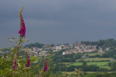 Foxgloves and Winkleigh Village.