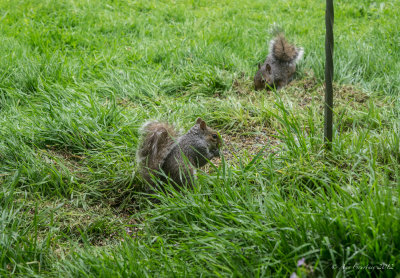 Coming in pairs now!