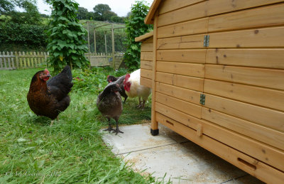 Inspecting their new home.