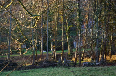 Geese through the trees