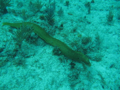 GoldenEel2.JPG