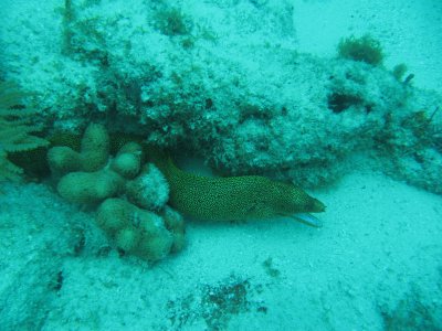 GoldenEel4.JPG