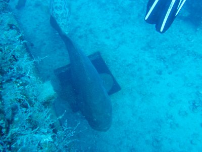 GoliathGrouper1.JPG