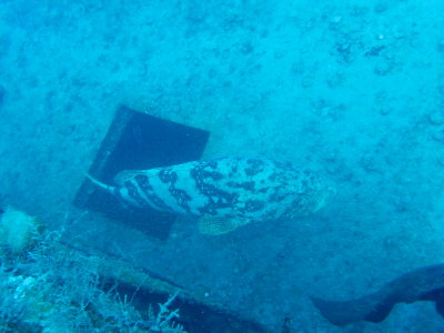 GoliathGrouper2.JPG