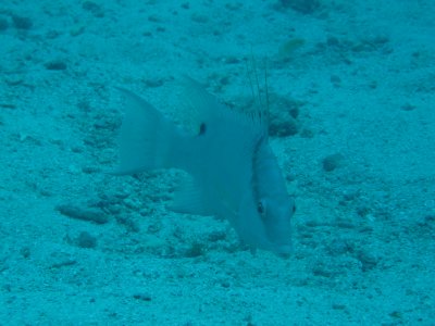 Hogfish1.JPG