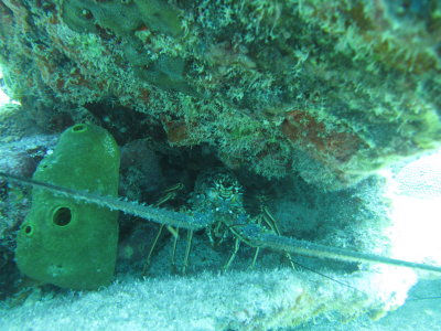 Lobster2.JPG