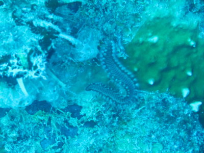NudiBranch.JPG