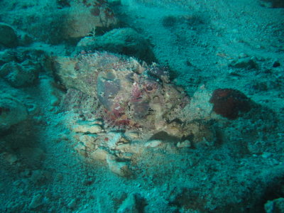 Scorpionfish1.JPG