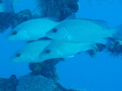 Snapper2.JPG