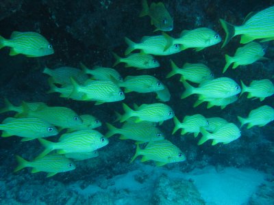 Snapper4.JPG