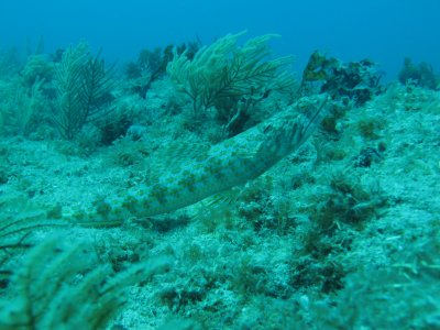 SquattingFish2.JPG