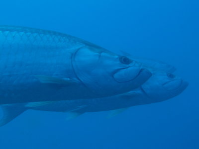 TarponSchool3.JPG