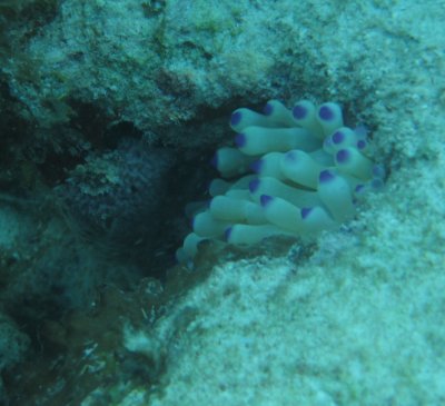 WhiteAndPurpleAnemone1a.jpg
