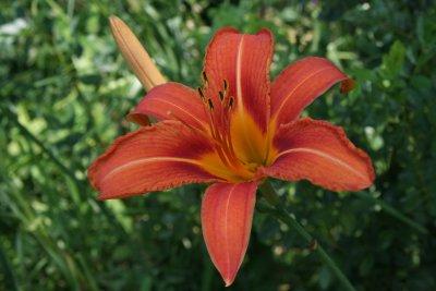 Lilly1.JPG