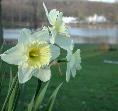 Daffodil Festival_5198.jpg