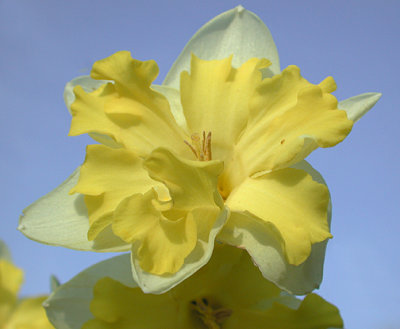 Daffodils 2011