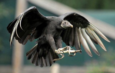 Black Vulture_2802.jpg