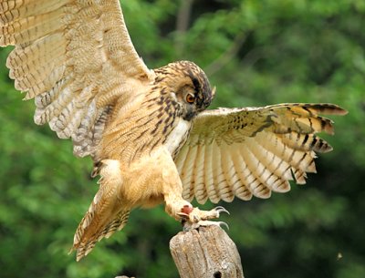 Eagle Owl Landing_2758.jpg