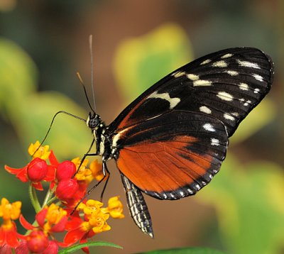 Hecale Longwing_7726.jpg