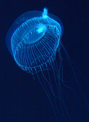 Jellyfish_6036.jpg