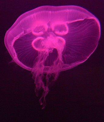 Jellyfish_6049.jpg