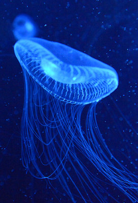Jellyfish_7169.jpg