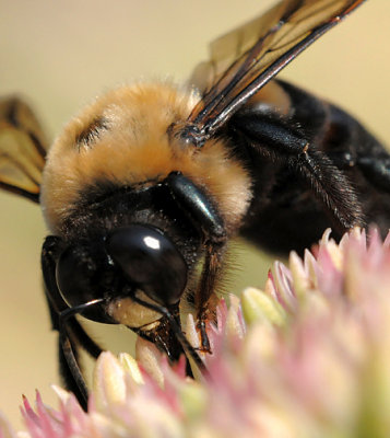 Bumble Bee_0020.jpg