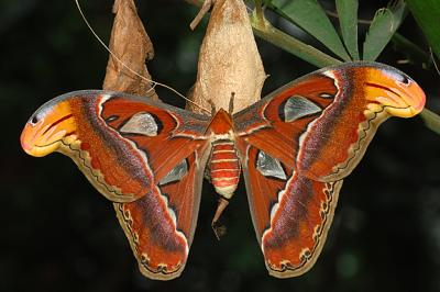 Atlas Moth_0047.jpg