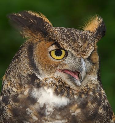 Great Horned Owl_0210.jpg