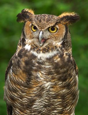 Great Horned Owl_0205.jpg