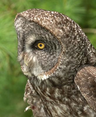 Grey Owl_0374.jpg