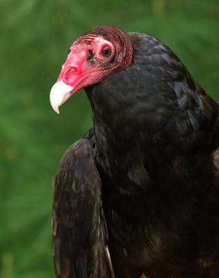 Turkey Vulture_0316.jpg