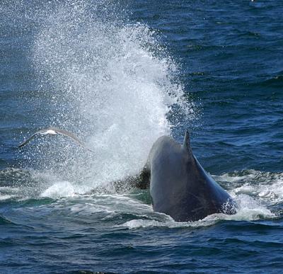 Tail Kick_1595.jpg