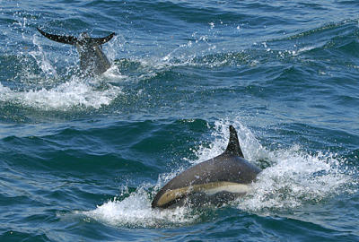 Dolphin Play_1662.jpg