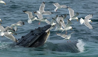A Flock of Seagulls_5346.jpg