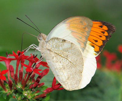 Orange Tip_1694.jpg