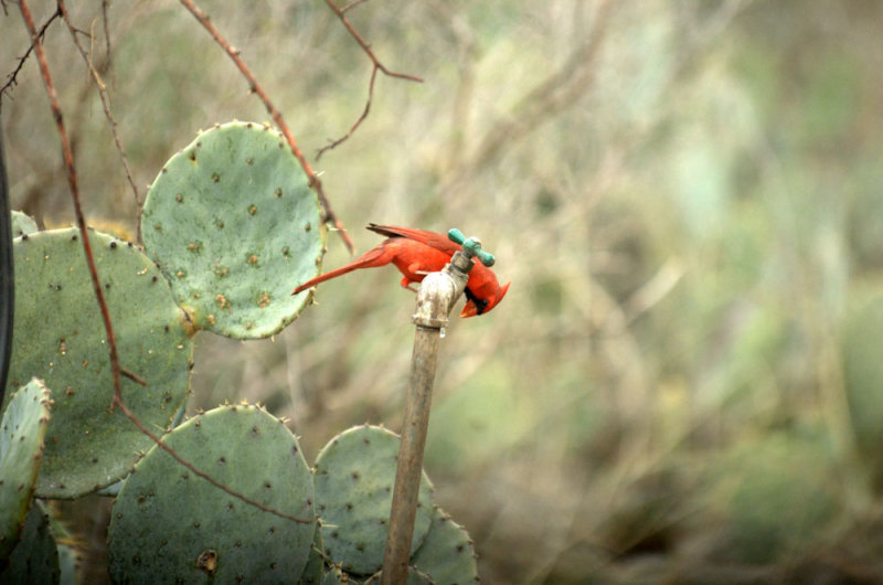 38Neals 009ncardinal.jpg