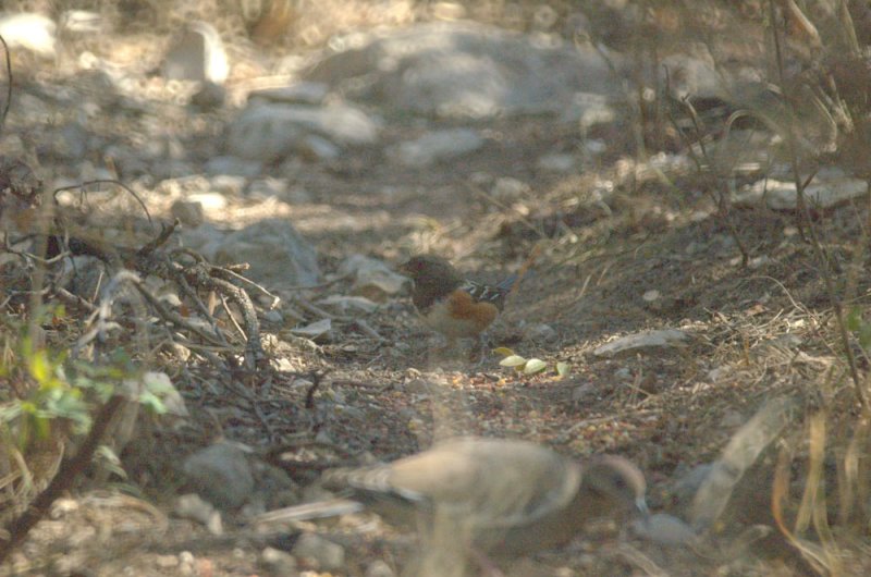 310Neals 160spottedTowhee.jpg