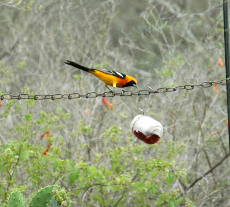 56nealsTOS 009HoodedOriole.jpg