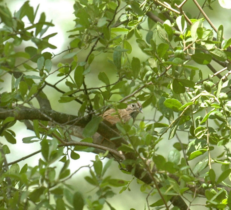 58neals 198lincolns Sparrow in warbler tree.jpg