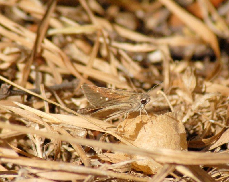 67cooks 046eufala skipper.jpg